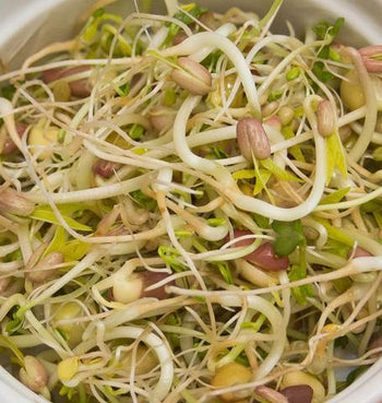 SS254 Deluxe Blend Sprouts
